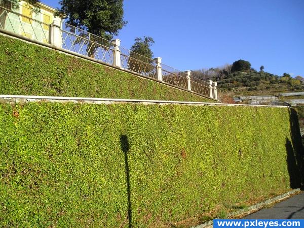 green wall